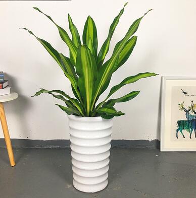 东莞绿植出租 金心也门铁 中型绿植 前台过道摆放绿植