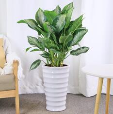 东莞绿植租摆 银皇后办公室绿植盆栽 中型植物花卉