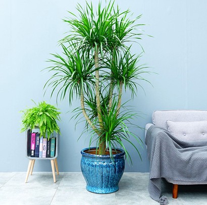 东莞办公室绿植租摆  龙须树 大气高端植物