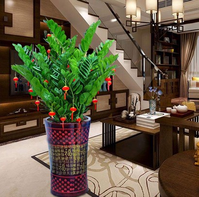 东莞绿植租摆植物 金钱树 中型植物