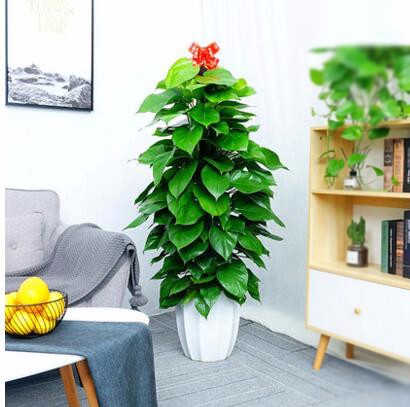 办公室绿植 大型植物 绿萝柱