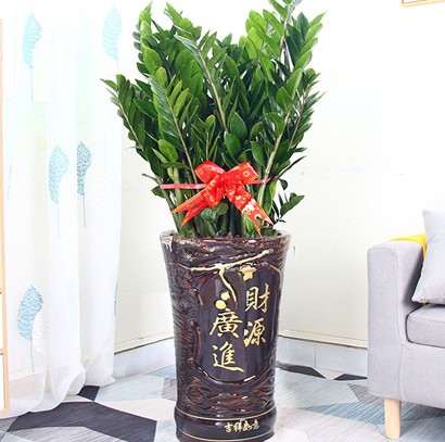 东莞绿植批发 办公室绿植 金钱树 配送上门