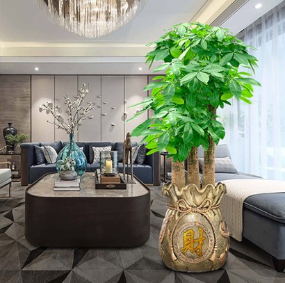 办公室大型绿植 高端植物 发财树