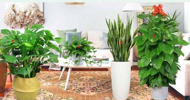 东莞绿植租摆公司价格是多少，花卉出租一年要花多少钱