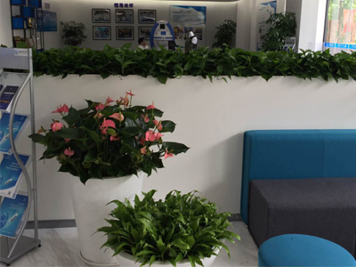 办公室绿植租摆-大堂绿植摆放案例
