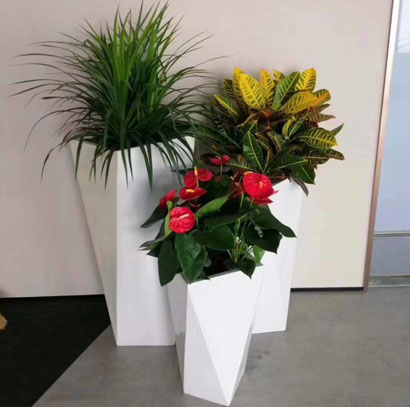 办公室前台组合盆景 特大绿植