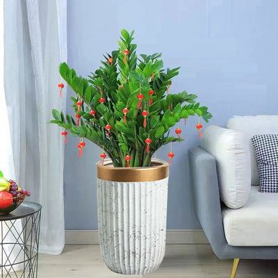 东莞绿植出售 租摆 金钱树