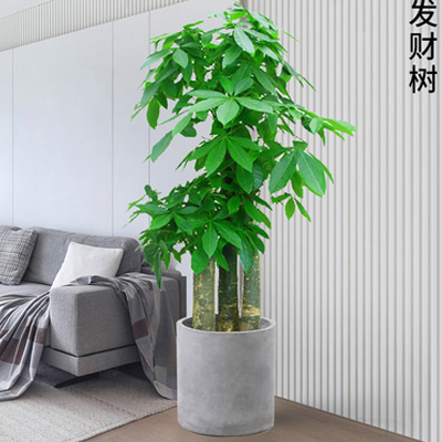 东莞办公室绿植出售 发财树