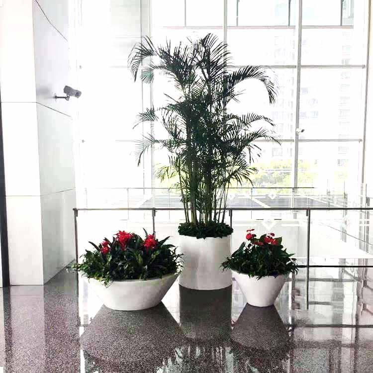 东莞绿植租摆租赁 大堂绿植组合盆景