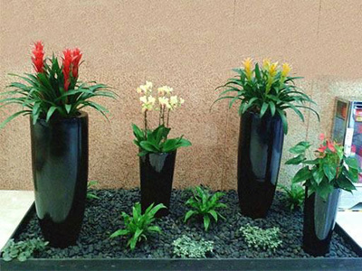 东莞室内绿植销售   同城专车配送上门