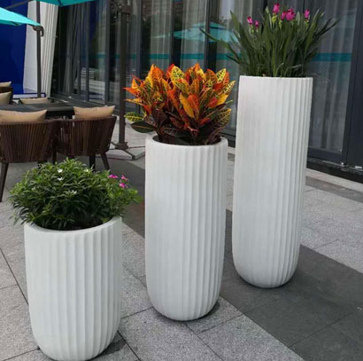 写字楼大型绿植租摆  变叶木 