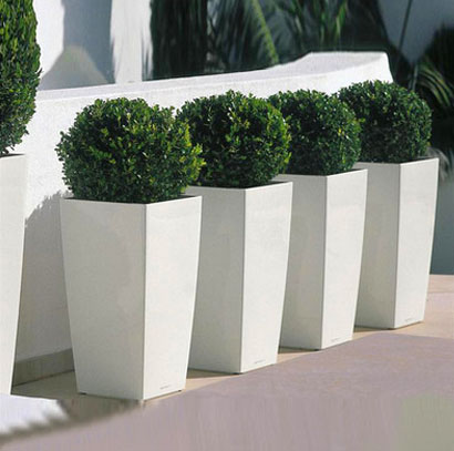 特大型绿植出租 高端大气